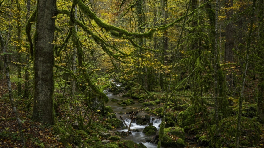 forest stream at Gorges du Pichoux, Canton of Jura, autumn, Waldbach im Gorges du Pichoux, Switzerland