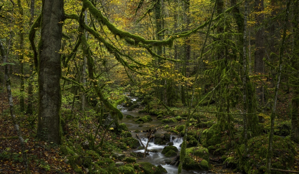 forest stream at Gorges du Pichoux, Canton of Jura, autumn, Waldbach im Gorges du Pichoux, Switzerland