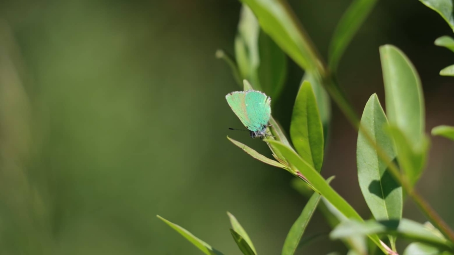 image_couverture_132x80mm_300dpi_GJ