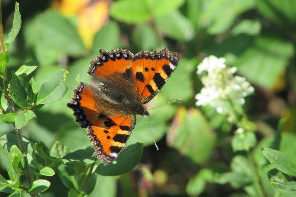 Aglais_urticae_4.1_Nymphalidae-copie