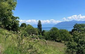Buchillon01