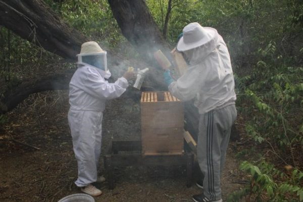 Figure 2 – Harvesting honey with beekeepers in Tronco Prieto, January 2023