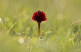 IMG_8732