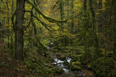 forest stream at Gorges du Pichoux, Canton of Jura, autumn, Waldbach im Gorges du Pichoux, Switzerland