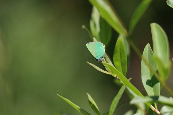 image_couverture_132x80mm_300dpi_GJ